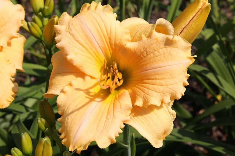 Hemerocallis 'Femme Osage' (Großblumige Taglilie)