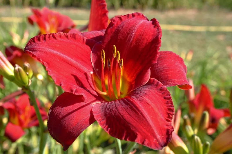 Hemerocallis 'Chicago Apache' (Großblumige Taglilie)