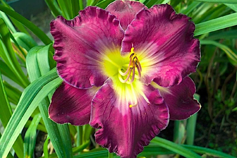 Hemerocallis 'Cameroons' (Großblumige Taglilie)