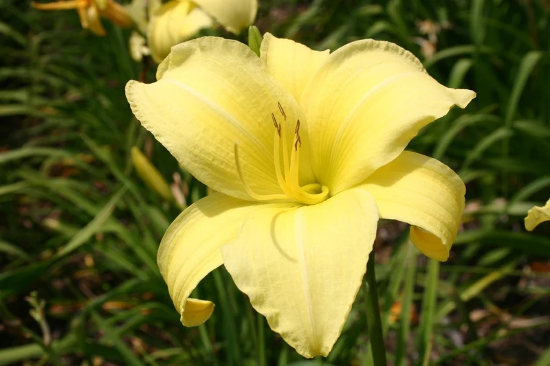 Hemerocallis 'Buried Treasure' (Großblumige Taglilie)