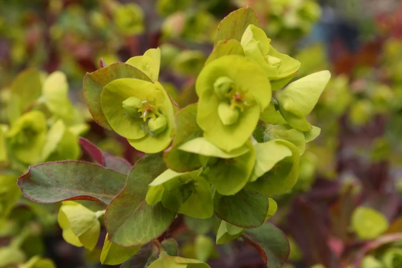 Euphorbia amygdaloides 'Purpurea' (Purpur-Mandel-Wolfsmilch)