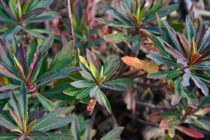 Euphorbia amygdaloides 'Purpurea' (Purpur-Mandel-Wolfsmilch)