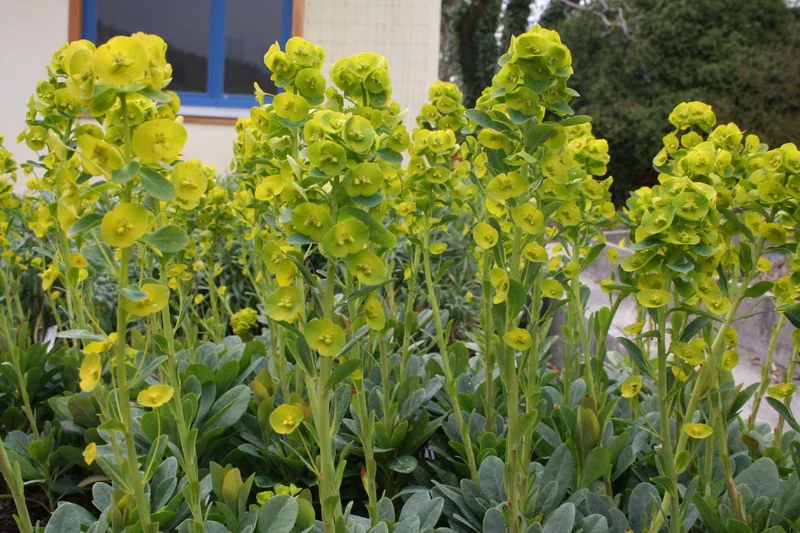 Euphorbia amygdaloides ssp. robbiae (Mandelblättrige Wolfsmilch)