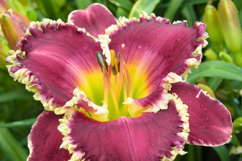 Hemerocallis 'Bettylen' (Großblumige Taglilie)