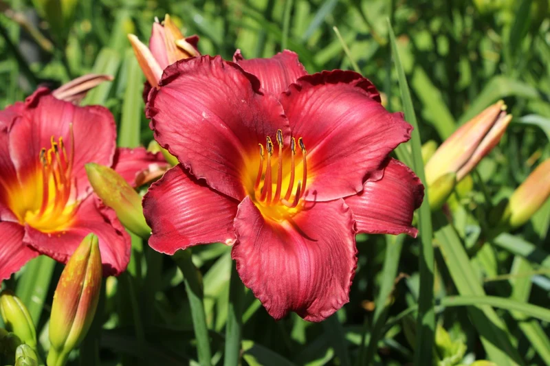 Hemerocallis 'Berliner Rubin' (Großblumige Taglilie)