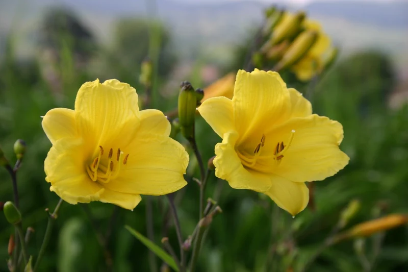 Hemerocallis 'Bitsy' (Miniaturblütige Taglilie)