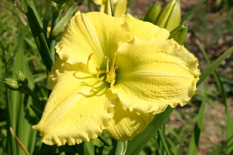Hemerocallis 'Beauty to Behold' (Großblumige Taglilie)