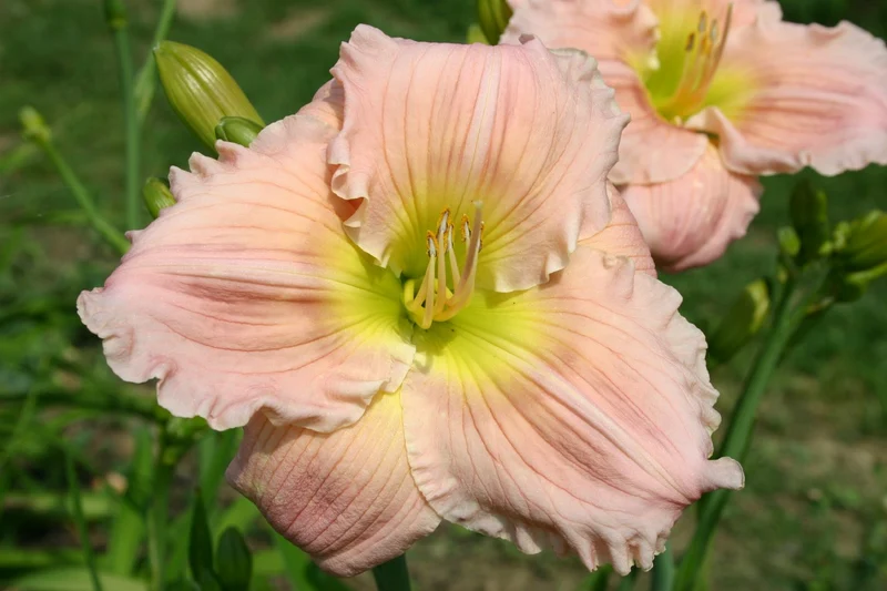 Hemerocallis 'Barbara Mitchell' (Großblumige Taglilie)
