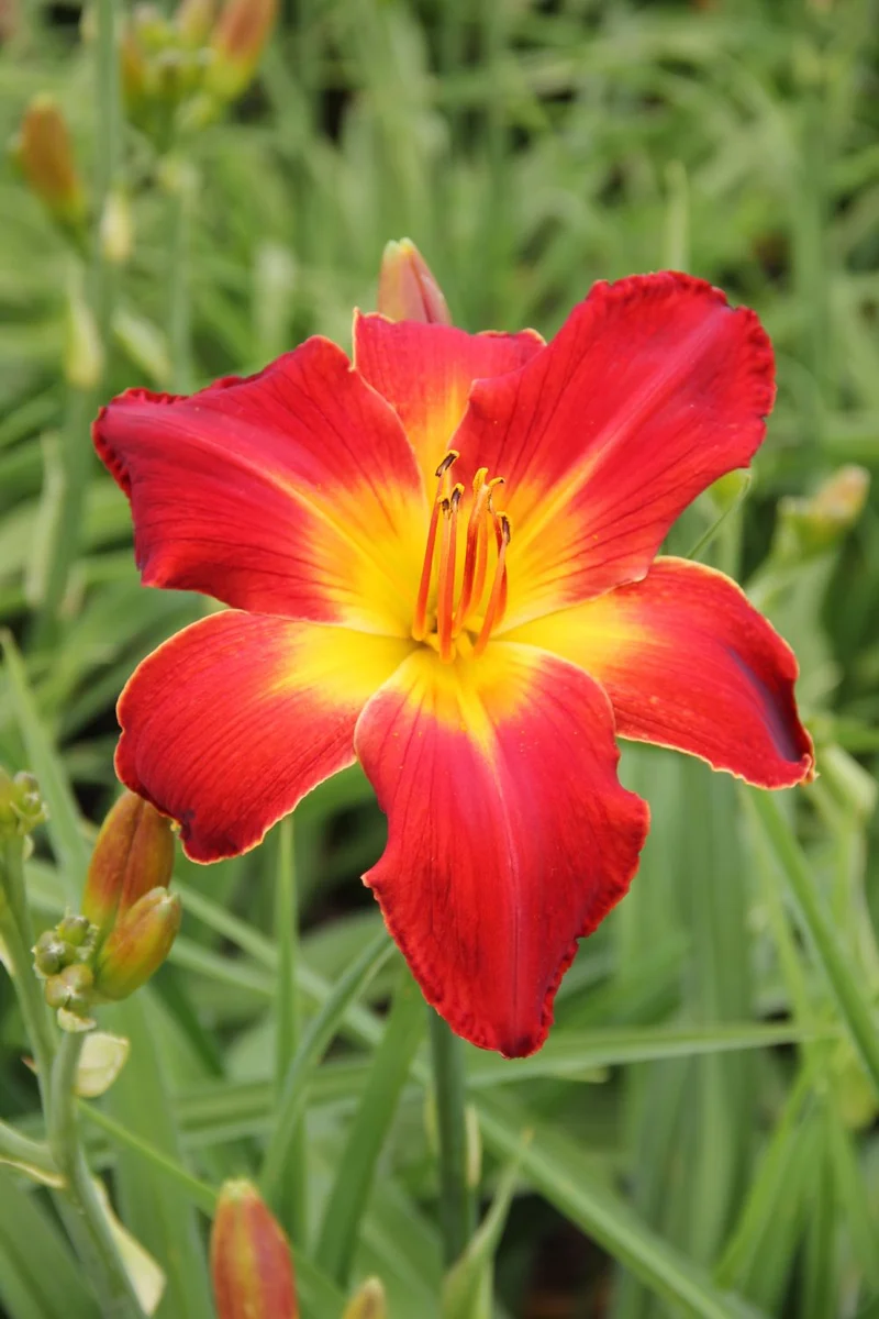 Hemerocallis 'All American Chief ` (Großblumige Taglilie)