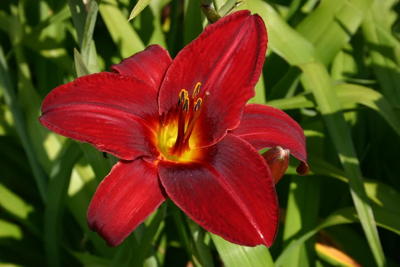 Hemerocallis 'Agnes Elpers' (Großblumige Taglilie)