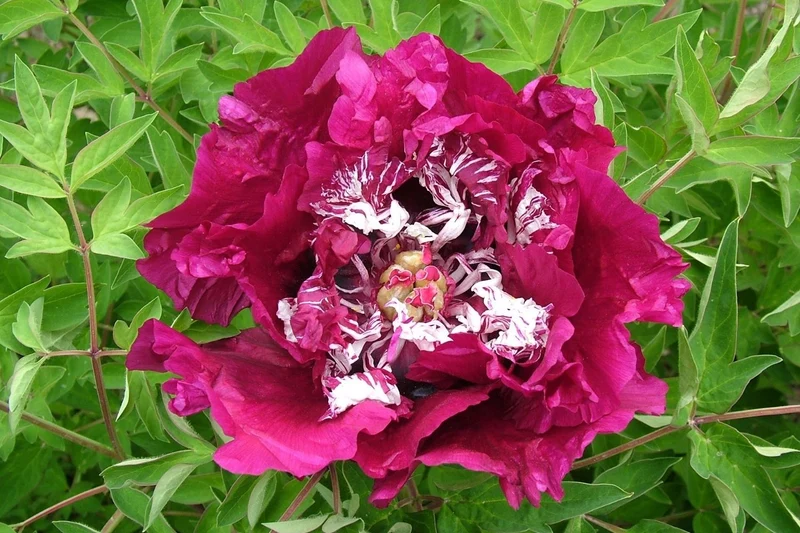 Paeonia rockii 'Zi Hai Yin Bo' (Strauchpfingstrose 'Purpur-Meer im Silberglanz')