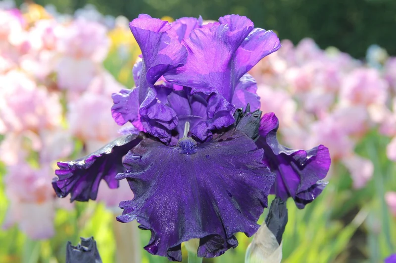 Iris Barbata-Elatior 'Eclipse de Mai' (Hohe Bartschwertlilie)