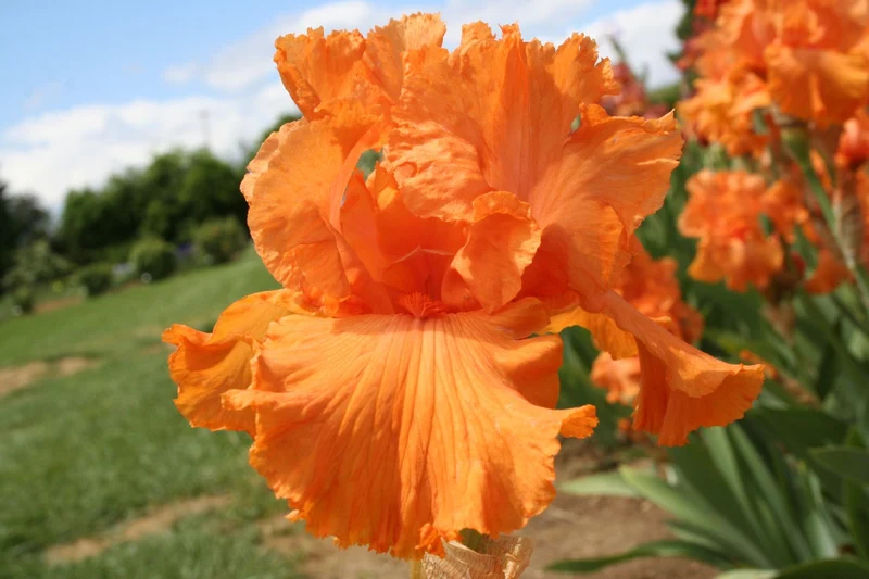 Iris Barbata-Elatior 'Coup de Soleil' (Hohe Bartschwertlilie)