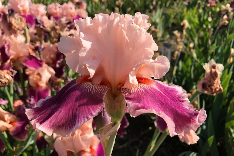 Iris Barbata-Elatior 'Cherry Blossom Song' (Hohe Bartschwertlilie)