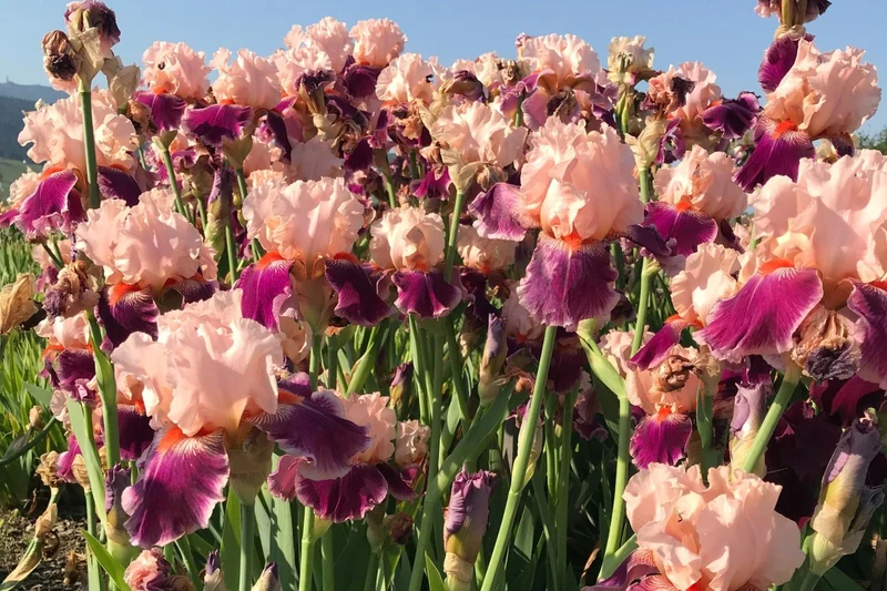 Iris Barbata-Elatior 'Cherry Blossom Song' (Hohe Bartschwertlilie)
