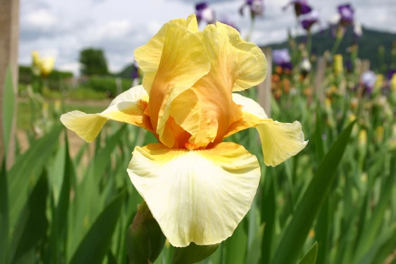 Iris Barbata-Elatior 'Blazing Light' (Hohe Bartschwertlilie)