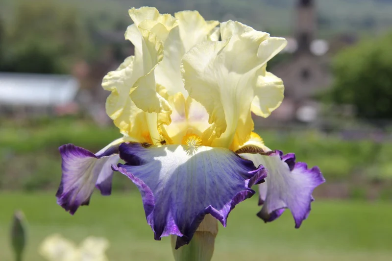 Iris Barbata-Elatior 'Bel Avenir' (Hohe Bartschwertlilie)
