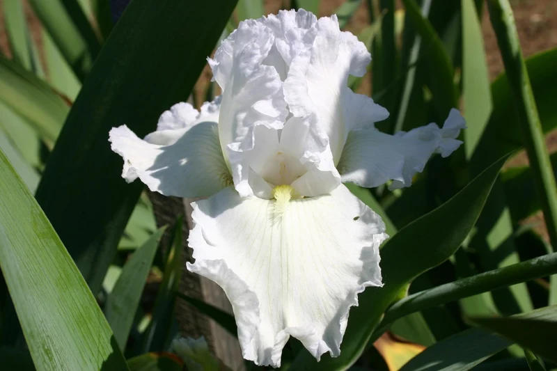 Iris Barbata-Elatior 'Arctic Age' (Hohe Bartschwertlilie)