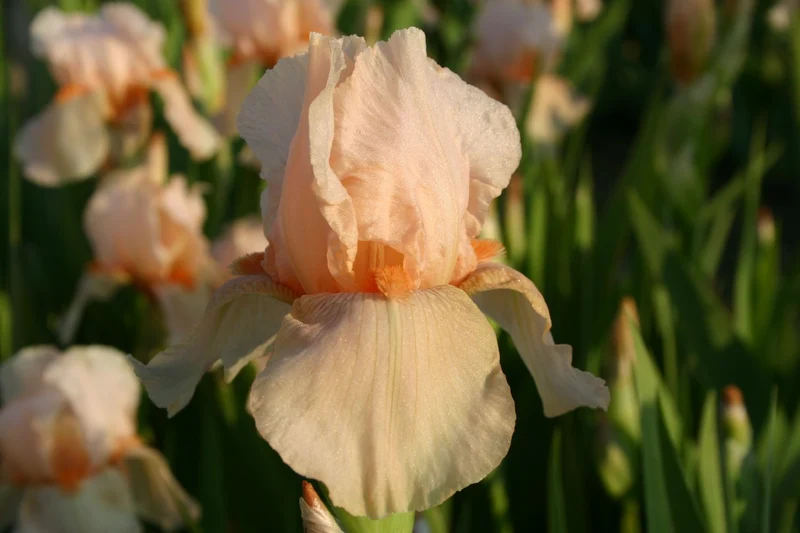 Iris Barbata-Elatior 'Aglaja von Stein' (Hohe Bartschwertlilie)