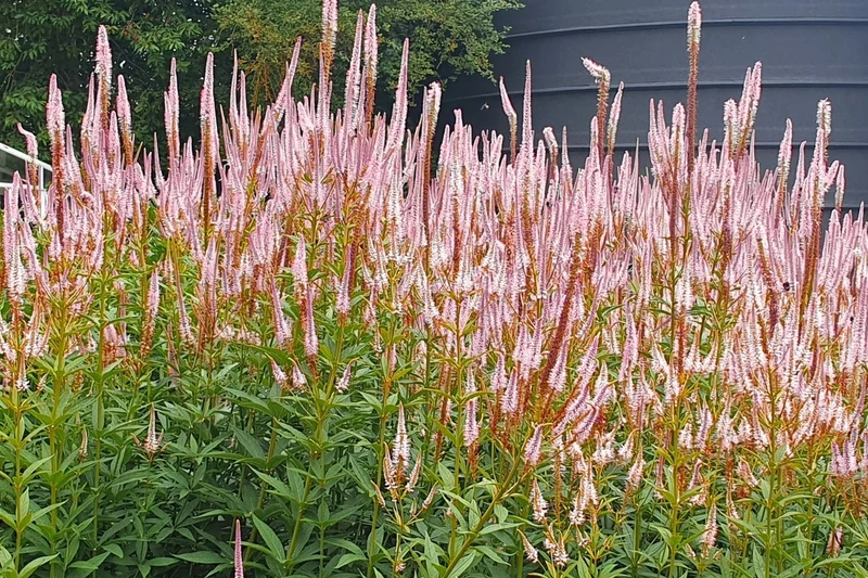 Veronicastrum virginicum 'Erika' (Kandelaberehrenpreis)