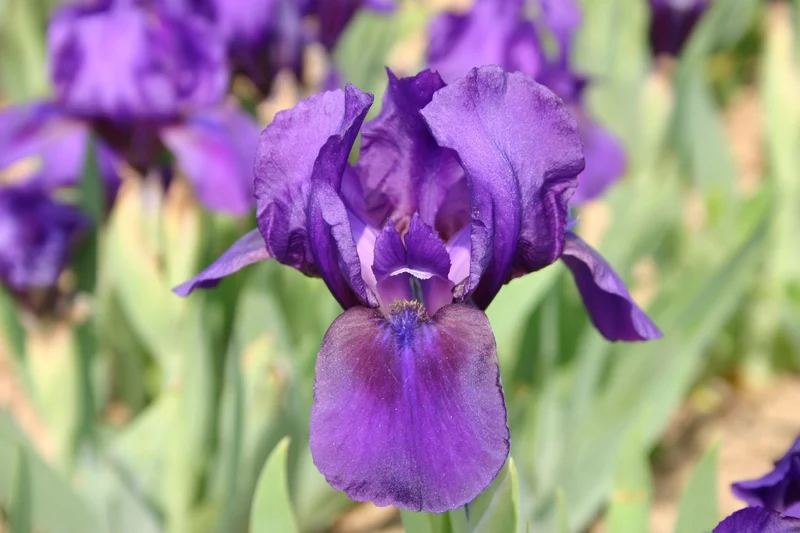 Iris Barbata-Nana 'Silkie' (Zwergschwertlilie)