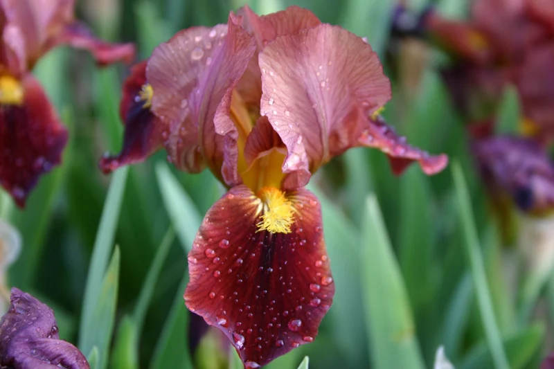 Iris Barbata-Nana 'Little Buccaneer' (Zwergige Garten-Schwertlilie)