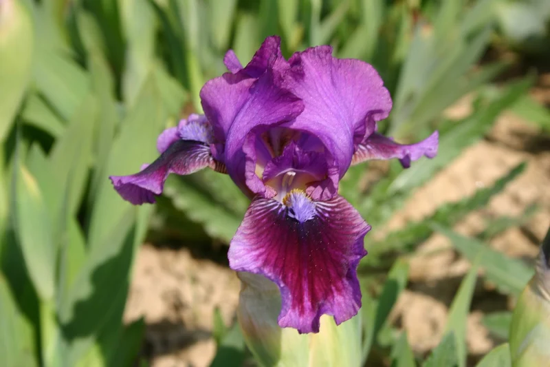 Iris Barbata-Nana 'Fairy Ballet' (Zwergige Garten-Schwertlilie)