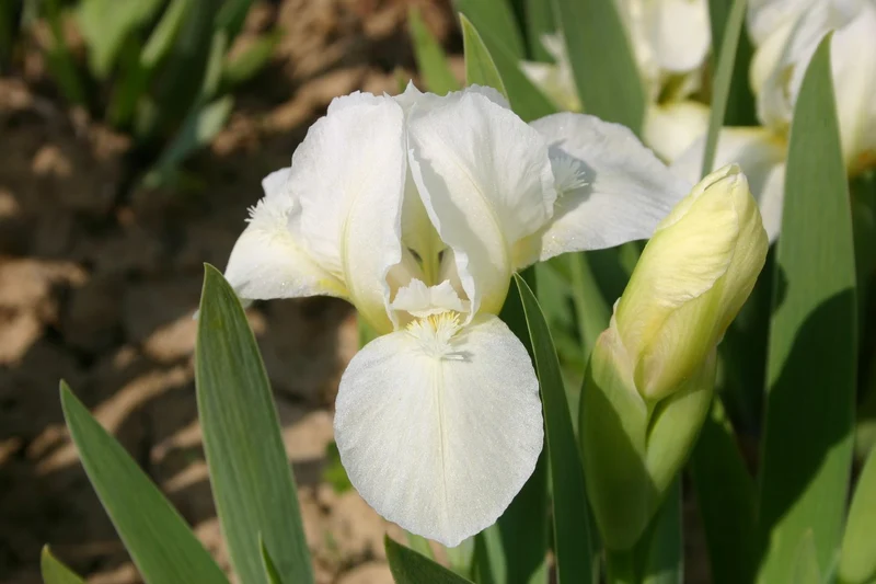 Iris Barbata-Nana 'Chalk Mark' (Zwergschwertlilie)