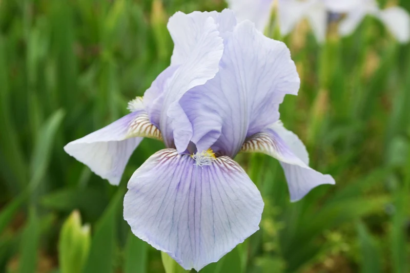Iris Barbata-Media 'Morgendämmerung' (Mittelhohe Garten-Schwertlilie)