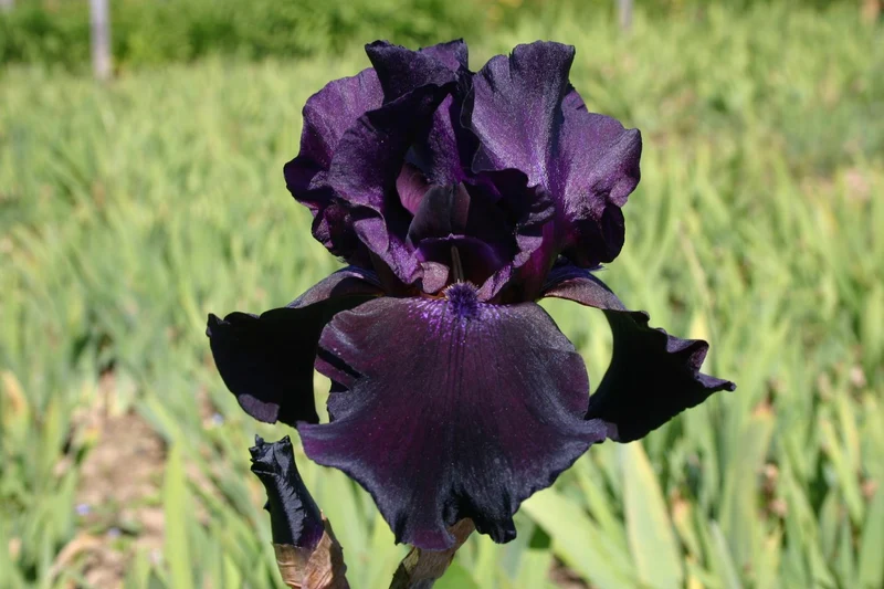 Iris Barbata-Elatior 'Superstition' (Hohe Garten-Schwertlilie)