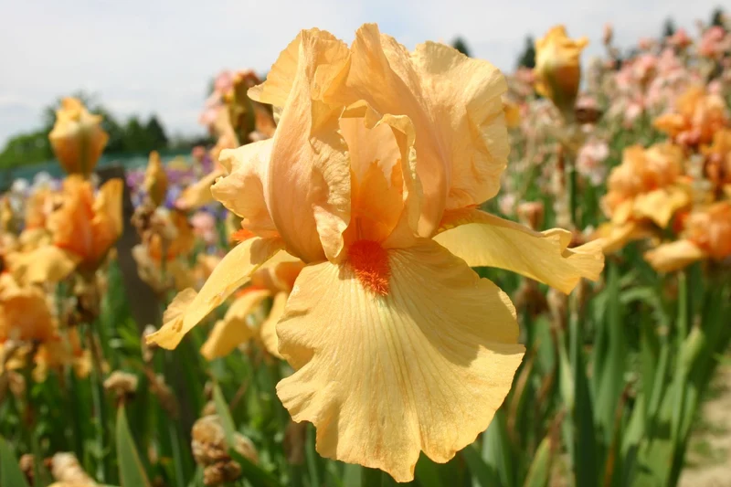 Iris Barbata-Elatior 'Piroska' (Hohe Bartschwertlilie)