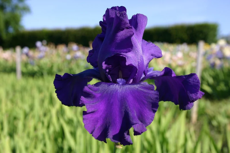 Iris Barbata-Elatior 'Navy Strutt' (Hohe Bartschwertlilie)