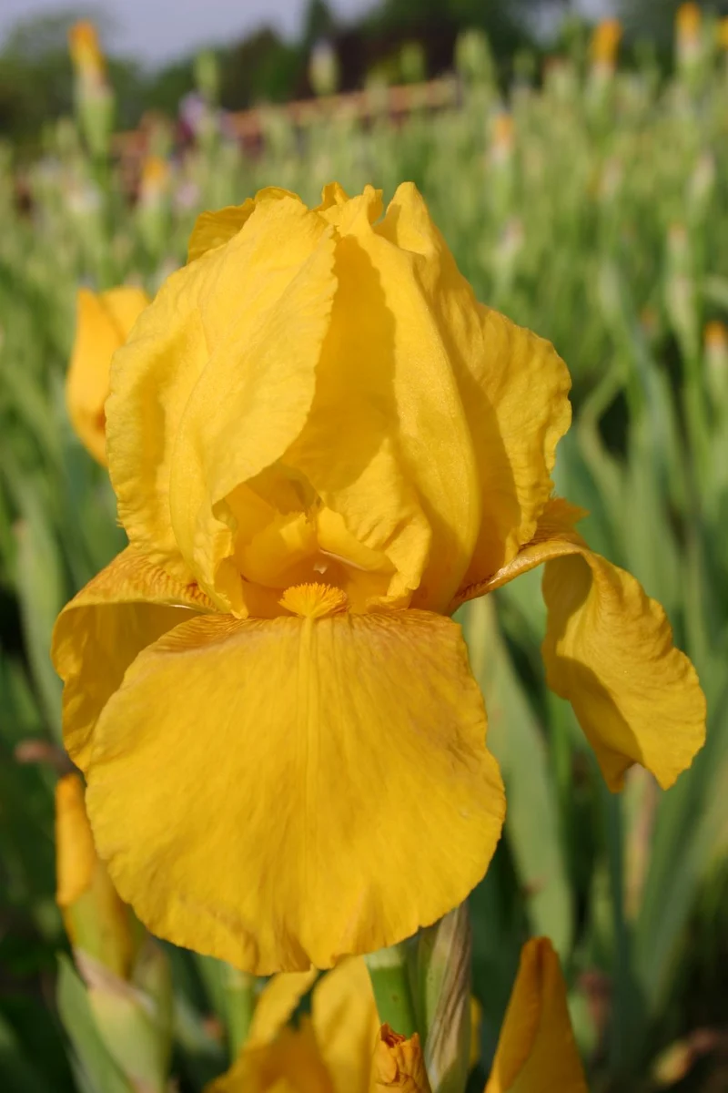 Iris Barbata-Elatior 'Granada Gold' (Hohe Garten-Schwertlilie)