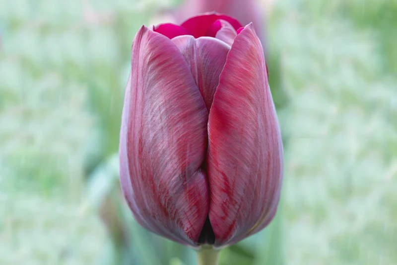 Tulipa 'Ronaldo' (Triumph-Tulpe)