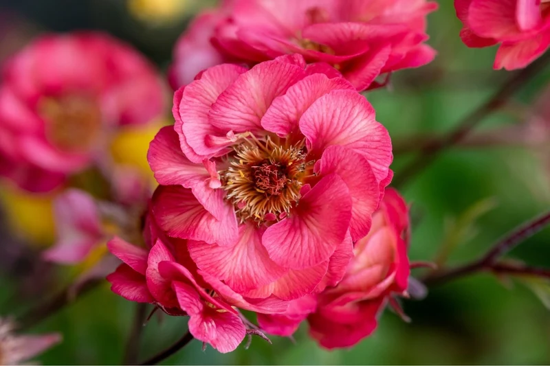 Geum 'Pink Nonna' (Nelkenwurz)