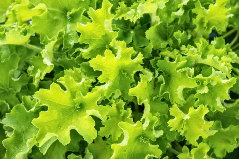 Heuchera Rex® 'Lime' (Purpurglöckchen)