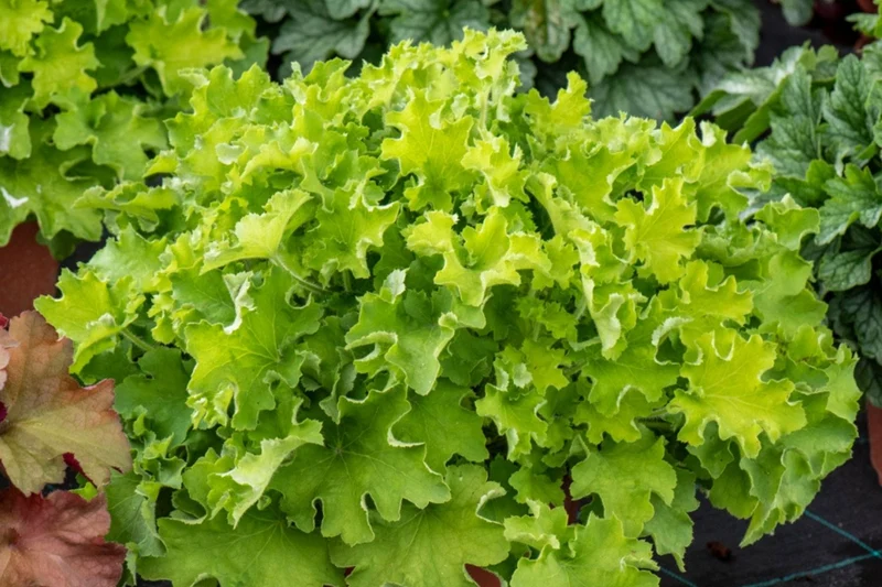 Heuchera Rex® 'Lime' (Purpurglöckchen)