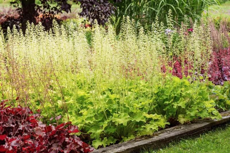Heuchera Rex® 'Lime' (Purpurglöckchen)
