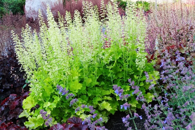 Heuchera Rex® 'Lime' (Purpurglöckchen)