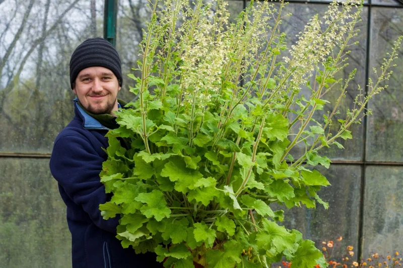 Heuchera Rex® 'Lime' (Purpurglöckchen)