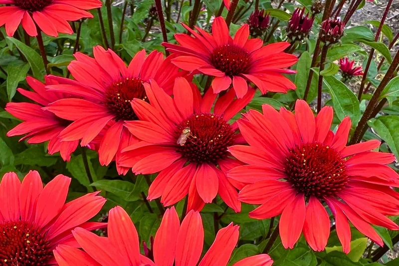Echinacea purpurea 'Panama Red' (Scheinsonnenhut)