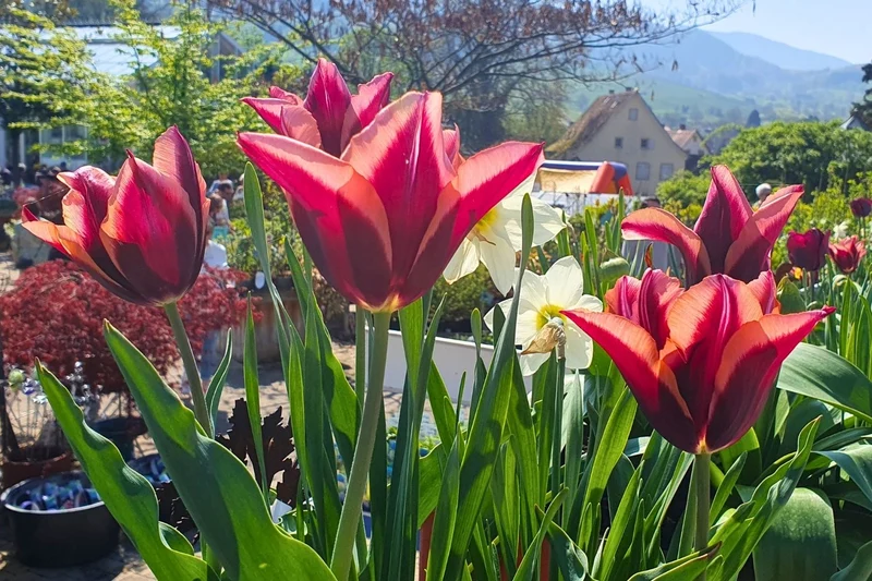 Tulipa 'Slawa' (Triumph-Tulpe)