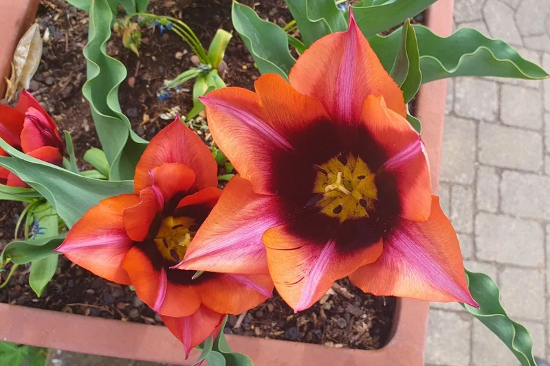 Tulipa 'Slawa' (Triumph-Tulpe)