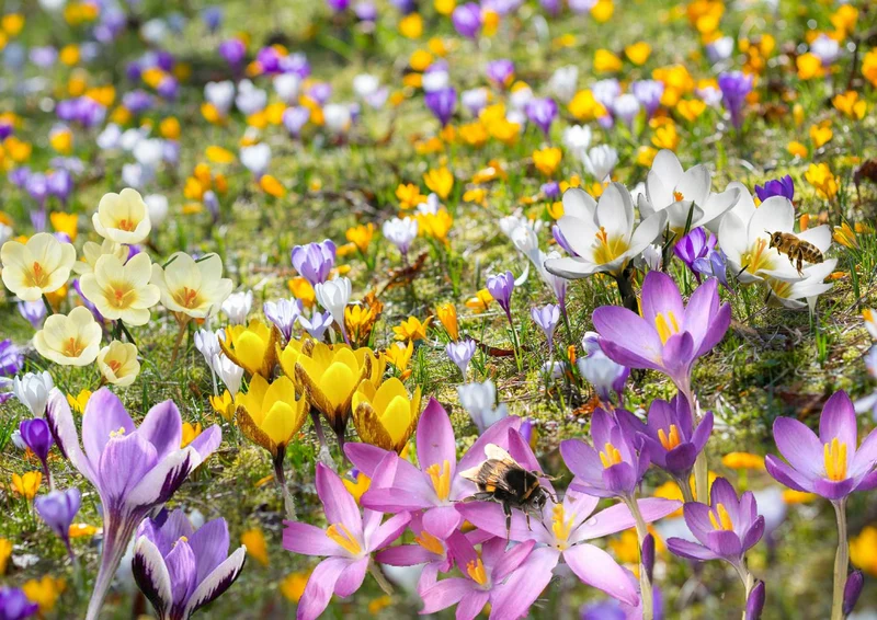 Crocus Mix 'Bienenweide' (Nektarreiche Krokus-Mischung)