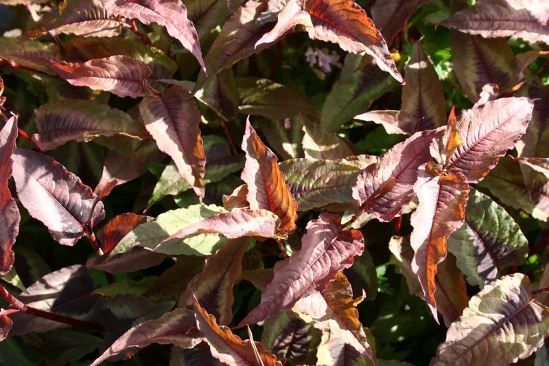 Persicaria microcephala 'Red Dragon' (Knöterich)