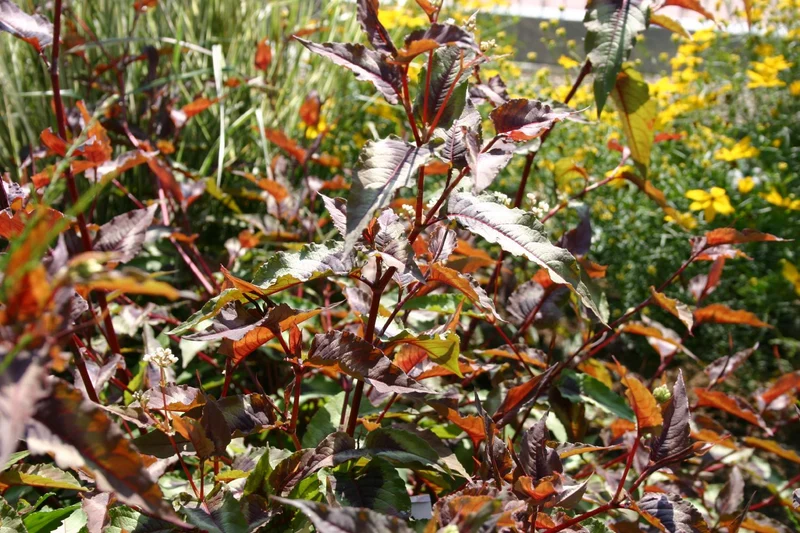 Persicaria microcephala 'Red Dragon' (Knöterich)