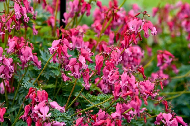 Dicentra 'Passion Hearts' (Tränendes Herz)
