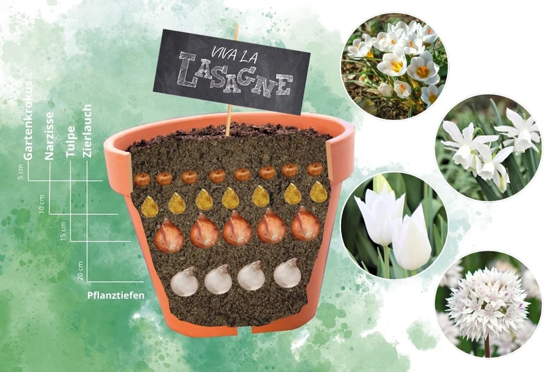 Blumenzwiebel-Lasagne 'Weiß' (Blumenzwiebelpaket)