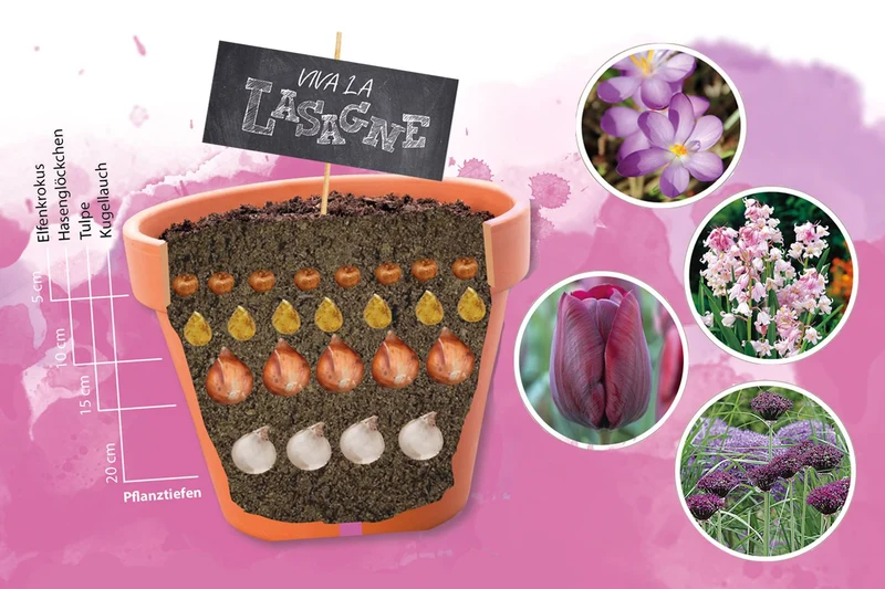 Blumenzwiebel-Lasagne 'Purpur' (Blumenzwiebelpaket)