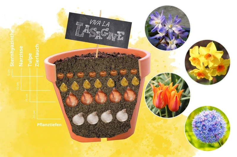 Blumenzwiebel-Lasagne 'Bunt' (Blumenzwiebelpaket)